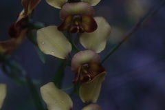 Diuris brumalis
