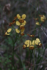 Diuris brumalis