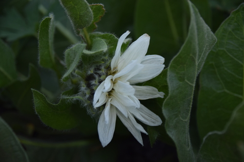 Image of Wyethia helianthoides by (c) Mitch Van Dyke, some rights reserved (CC BY)