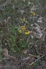 Diuris brumalis