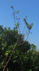 Ludwigia multinervia