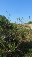 Ludwigia multinervia