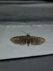 Eupithecia indistincta