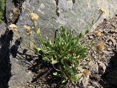 Erigeron cascadensis