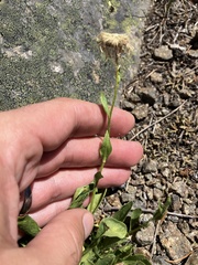 Erigeron cascadensis