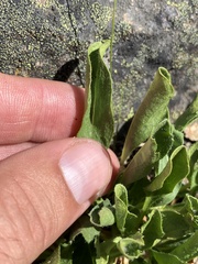 Erigeron cascadensis