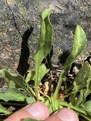 Erigeron cascadensis