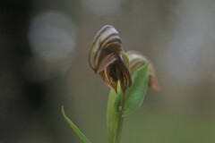 Pterostylis orbiculata