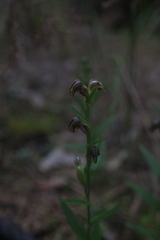 Pterostylis orbiculata