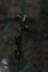 Pterostylis orbiculata