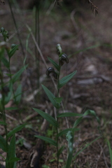 Pterostylis orbiculata