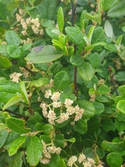 Spyridium globulosum