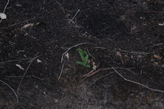 Pterostylis orbiculata