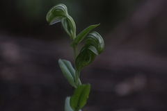 Pterostylis orbiculata