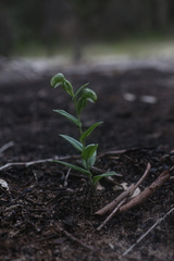 Pterostylis orbiculata