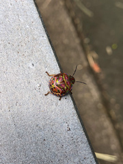 Solenosthedium chinense