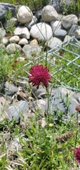 Knautia macedonica