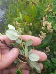 Spyridium globulosum