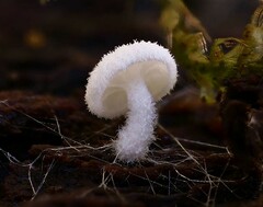 Entoloma byssisedum
