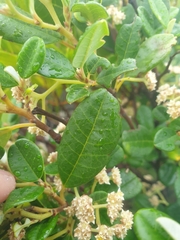 Spyridium globulosum