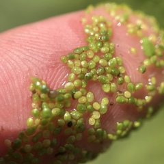 Wolffia brasiliensis
