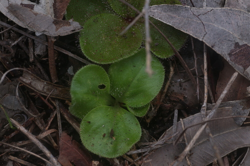 Drosera erythrorhiza