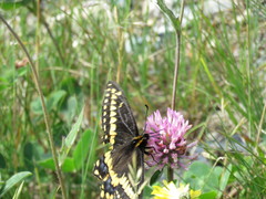 Papilio brevicauda