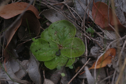 Drosera erythrorhiza