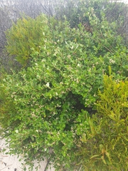 Spyridium globulosum