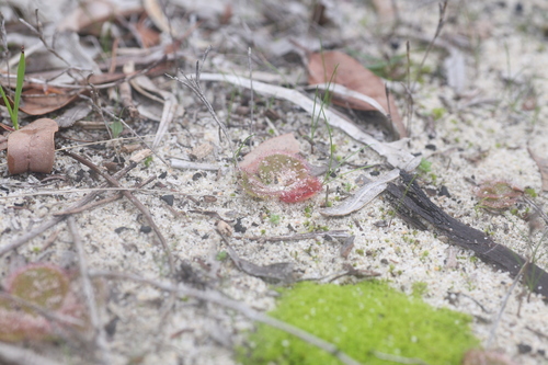 Drosera erythrorhiza