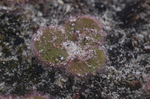 Drosera erythrorhiza