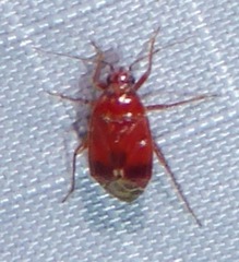 Plagiognathus grandis