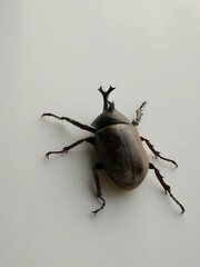 Trypoxylus dichotomus septentrionalis