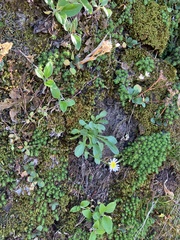 Erigeron cascadensis