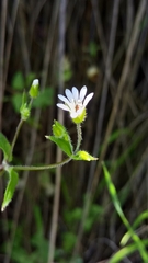 Stellaria cuspidata