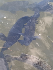 Hephaestus fuliginosus