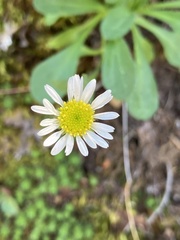 Erigeron cascadensis