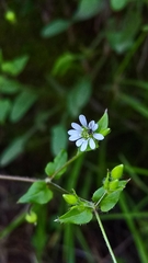 Stellaria cuspidata