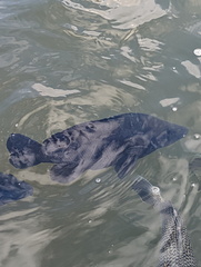 Hephaestus fuliginosus