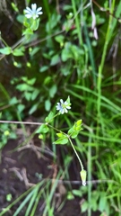 Stellaria cuspidata