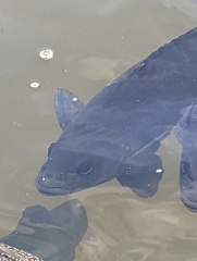 Hephaestus fuliginosus