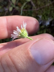 Erigeron cascadensis