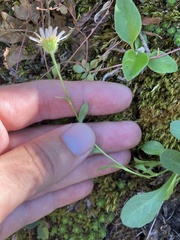 Erigeron cascadensis