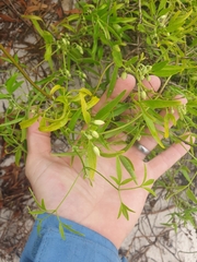 Clematis linearifolia