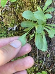 Erigeron cascadensis