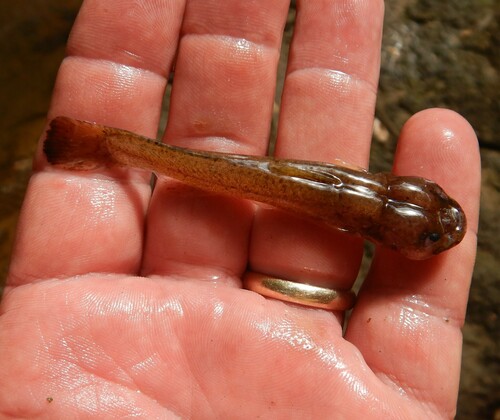 Speckled madtom (Noturus leptacanthus) — Ictaluridae — 3