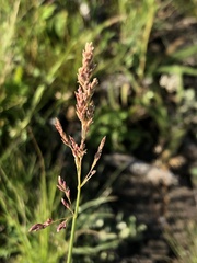 Poa arctica
