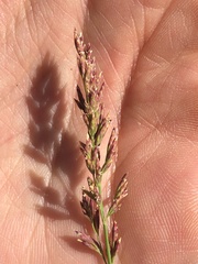 Poa arctica