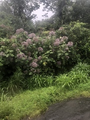 Neomirandea angularis