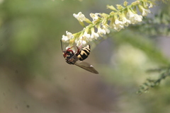 Triepeolus grandis